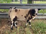 Te koop: mooie bonte zwoegervrije dekram, Mannelijk, Schaap, 0 tot 2 jaar