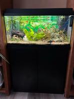 Jonge kersebuiken, vuurstaartlabeo of volledige aquarium, Ophalen, Gebruikt, Gevuld zoetwateraquarium