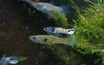 Tijger Endler gup / guppen / tijgergup, Dieren en Toebehoren, Vissen | Aquariumvissen, Vis, Zoetwatervis, Schoolvis