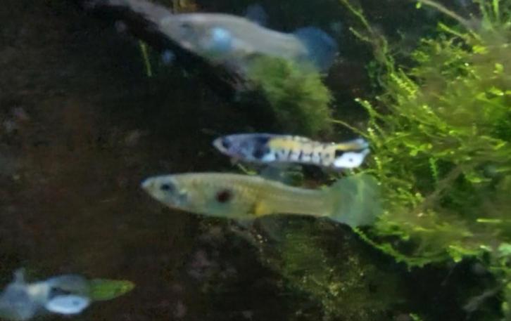 Tijger Endler gup / guppen / tijgergup, Dieren en Toebehoren, Vissen | Aquariumvissen, Zoetwatervis, Vis, Schoolvis