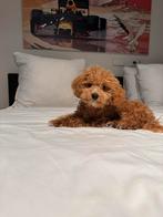 Verwacht nestje lieve Maltipoo puppies, Dieren en Toebehoren, Honden | Niet-rashonden, Rabiës (hondsdolheid), 8 tot 15 weken, Meerdere