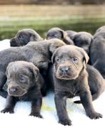 Hele mooie Charcoal labrador pups!!, Dieren en Toebehoren, Honden | Retrievers, Spaniëls en Waterhonden, CDV (hondenziekte), 8 tot 15 weken
