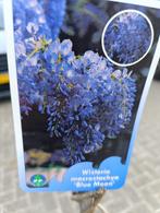 Wisteria Blue moon, blauwe regen, Ophalen, Volle zon, Vaste plant, Klimplanten