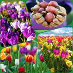 Gezocht (gratis) uitgebloeide voorjaarsbloeiers en/of bollen, Tuin en Terras, Bloembollen en Zaden, Ophalen of Verzenden, Voorjaar