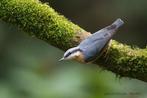 Boomklever pop 2024 te koop, Dieren en Toebehoren, Vogels | Overige Vogels, Vrouwelijk, Wildzangvogel, Geringd