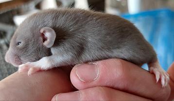 Rittens! Dumbo! Ratjes! Japanners! beschikbaar voor biedingen