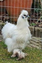 Zijdehoen haan, Dieren en Toebehoren, Mannelijk, Kip