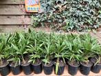 Trachycarpus fortunei  (eigen kweek), Tuin en Terras, In pot, Halfschaduw, Ophalen of Verzenden, Lente