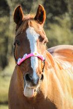 Lessen aangeboden!!!, Paardrijles of Ponykampen