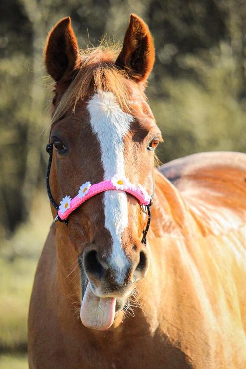 Lessen aangeboden!!!, Diensten en Vakmensen, Dieren | Paarden | Verzorging, Oppas en Les, Paardrijles of Ponykampen