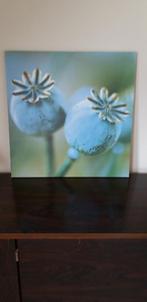 Pjatteryd Canvas doek Papavers, nieuw, 50 tot 75 cm, Nieuw, Ophalen of Verzenden, Schilderij