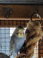 Jonge grasparkiet / grasparkieten / grasparkietjes, Meerdere dieren, Parkiet, Tam