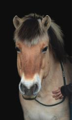 Fantastisch coaching/grondwerk pony, Dieren en Toebehoren, Pony's, Ruin, Niet van toepassing, C pony (1.27m tot 1.37m), 11 jaar of ouder