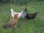 Araucana kippen., Dieren en Toebehoren, Pluimvee, Kip, Vrouwelijk