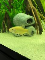 Gouden Zeelt, Vis, Zoetwatervis, Schoolvis