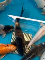 Gratis 50 cm zwarte koi met kromme staart, Dieren en Toebehoren, Karper of Koi