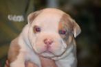 💎💎Pocket en micro American bully pups tricolor 💎💎, Dieren en Toebehoren, Honden | Bulldogs, Pinschers en Molossers, 8 tot 15 weken