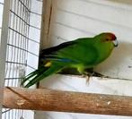 Kakariki man, Dieren en Toebehoren, Vogels | Parkieten en Papegaaien, Mannelijk, Parkiet