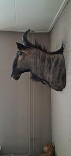 Prachtige opgezette kop, Ophalen of Verzenden