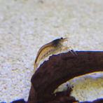 Japonica Amano garnalen (Caridina multidentata) op voorraad, Kreeft, Krab of Garnaal, Zoetwatervis, Schoolvis