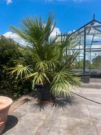 Tekoop 1 palmboom, meerstammige Chamaerops humilis 130cm, Ophalen of Verzenden, 100 tot 250 cm, Zomer, Palmboom