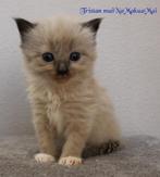 Prachtige Ragdoll kittens met stamboom, Dieren en Toebehoren, Katten en Kittens | Raskatten | Langhaar, Meerdere dieren, Gechipt