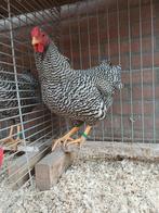 Trio Gestreepte Wyandotte's ( kriel), Dieren en Toebehoren, Pluimvee, Meerdere dieren, Kip