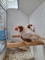 Meerdere zebravinken mannen isabelbruin en split mannen, Dieren en Toebehoren, Vogels | Overige Vogels, Mannelijk, Tropenvogel