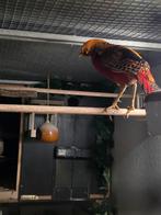 Goudfazanten, Dieren en Toebehoren, Meerdere dieren, Overige soorten