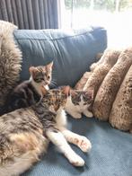 Lieve katertjes te koop!, Dieren en Toebehoren, Katten en Kittens | Overige Katten, Kater, Kortharig, 0 tot 2 jaar