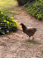 Wyandotte kriel hen en haan 2025, Dieren en Toebehoren, Pluimvee, Meerdere dieren, Kip