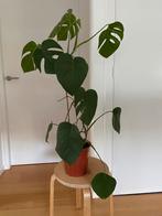Monstera, Ophalen, Overige soorten, Minder dan 100 cm