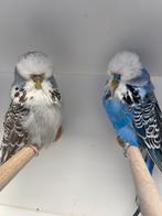 3 koppels Engelse grasparkieten 2025, Dieren en Toebehoren, Vogels | Parkieten en Papegaaien, Meerdere dieren, Parkiet, Geringd