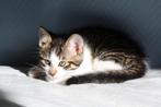 Kitten kater mag naar nieuw huisje *, Ophalen, Gebruikt