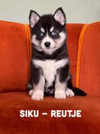 Pomsky pups, Dieren en Toebehoren, CDV (hondenziekte), 8 tot 15 weken, Meerdere, Meerdere dieren