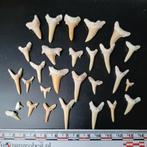 Fossiele Haaientanden uit Marokko goede kwaliteit, Ophalen of Verzenden, Fossiel