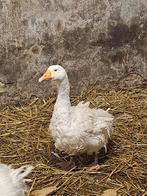 Sebastepol / krulveer ganzen, Dieren en Toebehoren, Pluimvee, Meerdere dieren, Gans of Zwaan