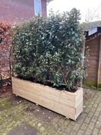 Plantenbakken op maat gemaakt met kant en klaar haag er in, Tuin en Terras, Tuin, Ophalen of Verzenden, Hout