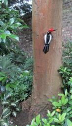 BONTE SPECHT - STREET ART - FAIRTRADE, Ophalen of Verzenden, Nieuw