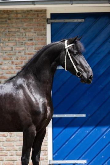 Lieve en talentvolle STER merrie beschikbaar voor biedingen