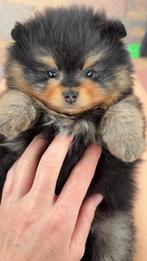 Pomeranian  lief Reutje black an tan, Keeshond, Reu, 8 tot 15 weken, Eén hond