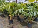 Howea fosteriana kentia palm, Huis en Inrichting, Kamerplanten, Minder dan 100 cm, Palm, Ophalen of Verzenden, Halfschaduw