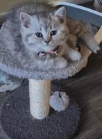 Lieve silver tabby kittens britse korthaar  mogen verhuizen, Meerdere dieren, Gechipt, 0 tot 2 jaar