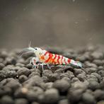 🦐 Red Fancy Tiger garnalen (Caridina), Dieren en Toebehoren, Kreeft, Krab of Garnaal, Zoetwatervis, Schoolvis