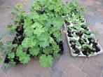 Vrouwenmantel ca 70 planten, Ophalen, Bodembedekkers, Volle zon, Vaste plant