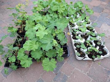 Vrouwenmantel ca 70 planten beschikbaar voor biedingen
