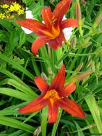 hemerocallis sammy russel, Tuin en Terras, Ophalen, Zomer, Overige soorten, Volle zon