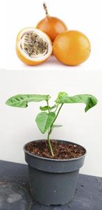 7 Granadilla Zoete Passievrucht Plantjes- Passiflora ligula, Ophalen, Minder dan 100 cm, Lente, Overige soorten