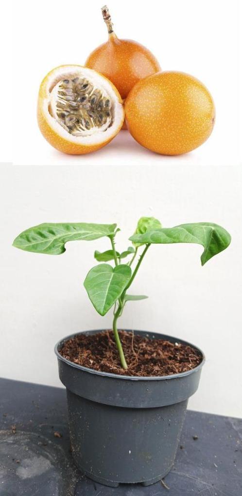 7 Granadilla Zoete Passievrucht Plantjes- Passiflora ligula, Tuin en Terras, Planten | Fruitbomen, Overige soorten, Minder dan 100 cm