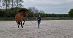 Paard in trianing met rust en vertouwen, Ophalen, Nieuw, Overige soorten